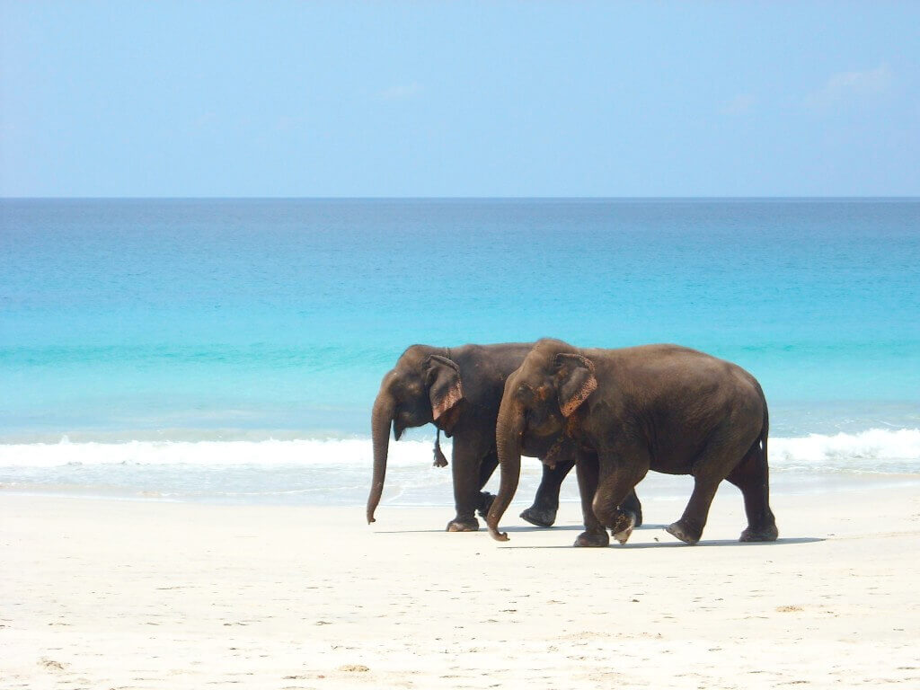 elephants beach walk