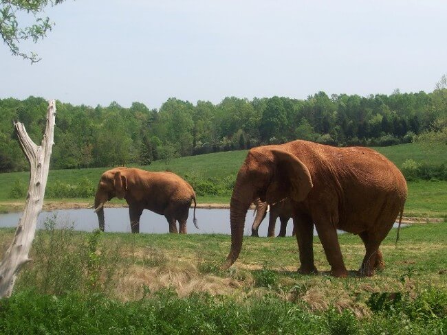 North Carolina Zoo