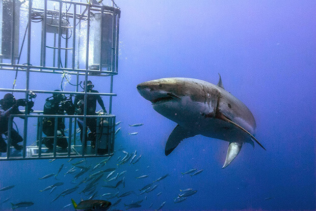 Image from: fijisharkdiving.blogspot.com