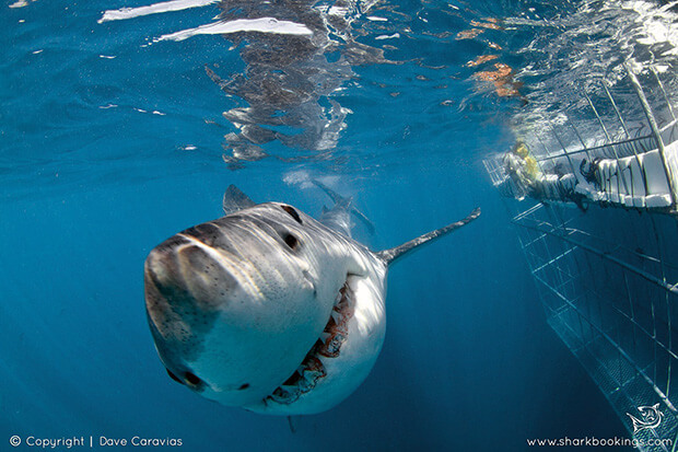 Image from: cape-town.sharkbookings.com
