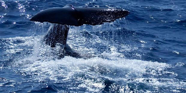 Dominica Whale Watching