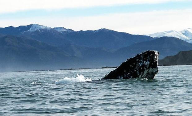 Kaikoura, New Zealand