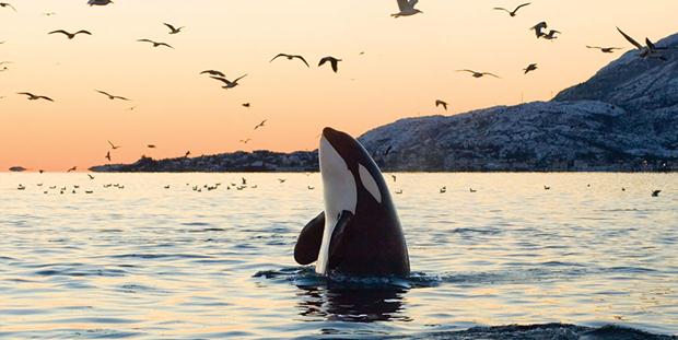 Orcas Island, Washington