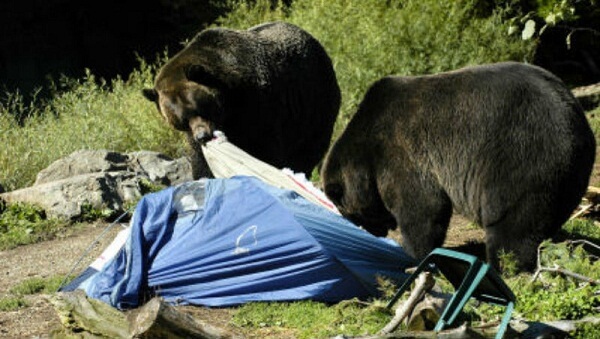Bear-Affair-campsite-ryan-hawk