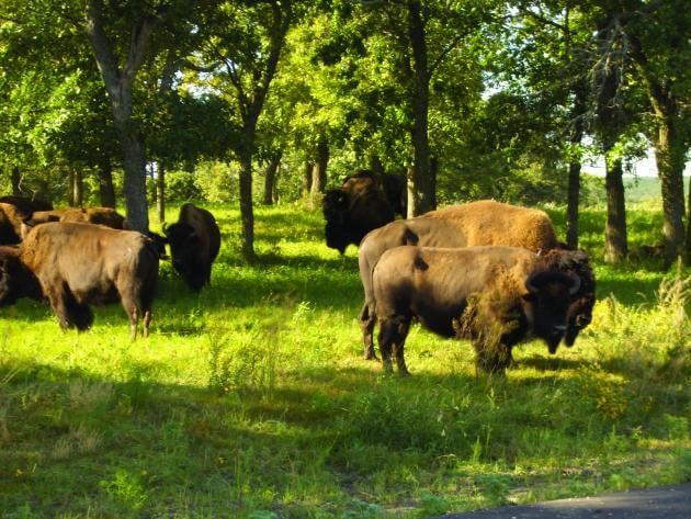 North-dakota-wildlife-buffalo-her-SP